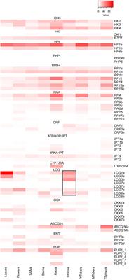 Global View on the Cytokinin Regulatory System in Potato